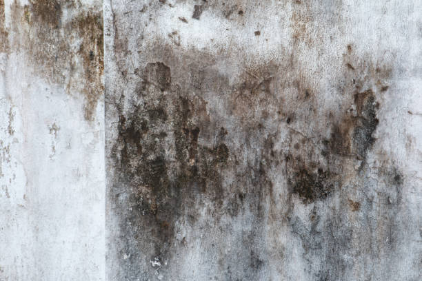 Best Asbestos and Lead Testing During Mold Inspection  in Seabrook, SC