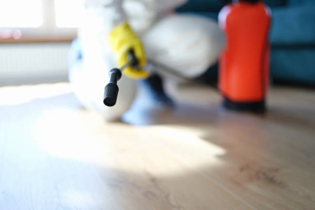 Best Mold Odor Removal Services  in Seabrook, SC